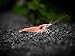 Sakura Red Cherry Shrimp Breeder Combo Pack (Neocaridina davidi) - 10 Females, 5 Males at 1/2 to 1 Inch Long by Aquatic Arts
