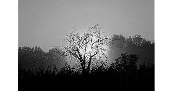 BLACK WHITE TREE LANDSCAPE ART PRINT Branches Silhouette Nature Wall Picture
