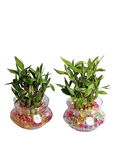 Nurturing Green Combo of 2 Lucky Bamboo Plants in Glass Pot. (Small: 2-Layer Bamboo; 17-19 Stalks)