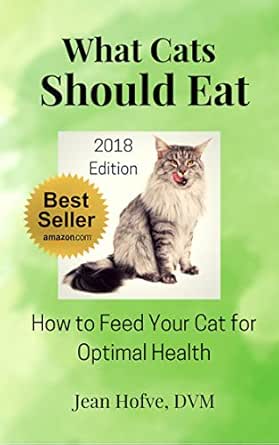 how to feed a cat