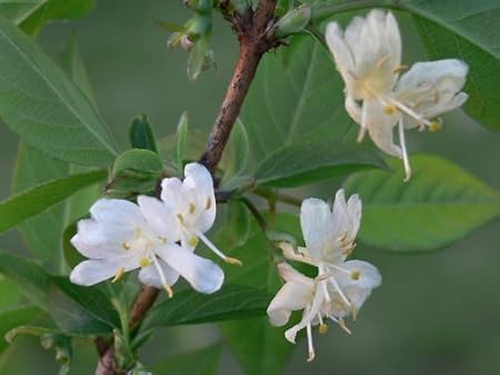 Winter Honeysuckle, Lonicera 