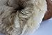 Lilbaby Bergen Merino Sheepskin Baby Bootie (100% PURE Australian Sheepskin, Calf Suede, Velcro Fastener)