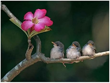 Yeefant Three Little Bird Embroidery Paintings No Fading 5D Canvas Rhinestone Pasted DIY Diamond Cross Stitch Home Wall Decor for Bedroom Living Room,12x16 Inch