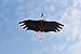 American kite High quality eagle kite for Kids and Adults.88.5-Inch Hengda Kite