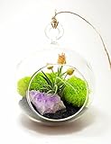 Bliss Gardens Air Plant Terrarium with 4