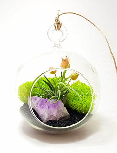 Bliss Gardens Air Plant Terrarium with 4 Bliss Gardens Air Plant Terrarium with 4