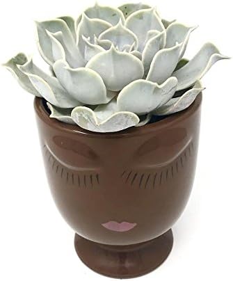 Large Chocolate Celfie Vase Planter with Live Succulent - Succulent Selfie Face Vase (4" x 5.25")