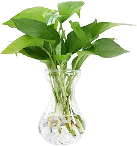 Wicemoon Wide Mouth Glass Vase Flower Pots Hydroponic Plants Container for Office Home Decorate Ornaments
