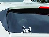 Dog 'Boston Terrier Peeking' Car Vinyl Sticker Decal Bumper Sticker for Auto, Cars, Trucks, Walls, Windows, and More. (WHITE)