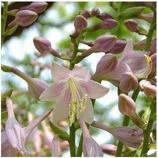 1Pcs lily bulbs, cheap perfume lily seeds, Yellow White Red Pink Purple Lily Flower Garden Plant - Mixing different varieties Sky Blue