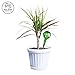 Watering Bulbs for Plants - 3 Pack - Blown Glass | Decorative | Indoor Use | Outdoor Gardens (by Best Home Products)