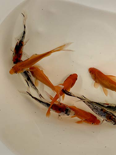 Toledo Goldfish Live Shubunkins and Comet Goldfish Combo for Aquariums, Tanks, or Garden Ponds Live Goldfish – Live Arrival Guarantee (3-4 inches, 12 Fish, 6 of Each)