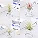 Zoweys air Plant Holder Plant Stand Stainless Steel Wire Silver Airplant Container, Display Stand for Mini Cactus Display and Window Decoration, Used to Hang air Plants Little Tillandsia Artificialthumb 4