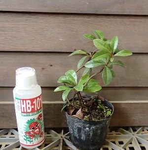 Amazon 屋久島ヤブコウジ 赤実 盆栽