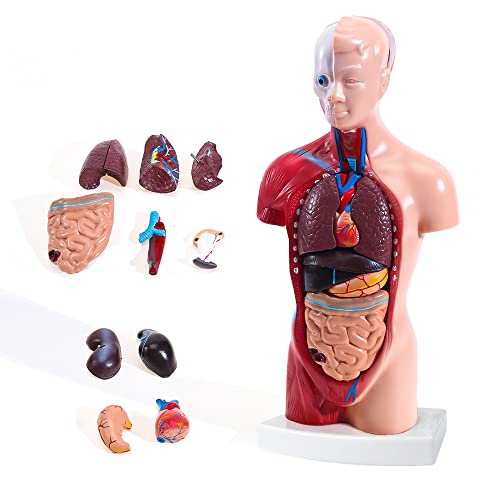 Human Body Model, 11 inch Removable 15 Parts, Anatomy Model for Medical ...