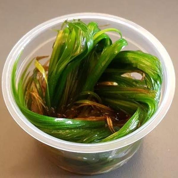 shrimp safe plant fertilizer