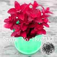Pinkdose 120 Piezas de Hoja Grande Bonsai de albahaca Italiana ...