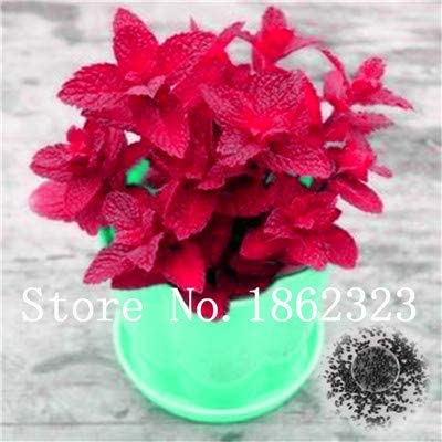 Pinkdose 120 Piezas de Hoja Grande Bonsai de albahaca Italiana ...