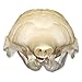 Real Nine-Banded Armadillo Skull A Quality Skull Only