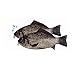 DOOPOOTOO Carp Fish Zipper Pouch Weird Pen Pencil Case
