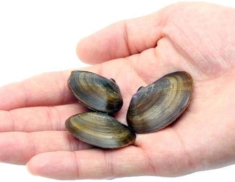 Amazon 海水魚 貝 生餌 エサ用イソシジミ アケミ貝 ミックス １０匹 北海道航空便要保温 Charm チャーム 餌 通販