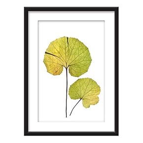 Framed Plant Specimen Art in Black Picture Frames White Matting