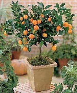 citrus calamondin