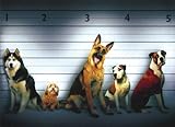 Dog Line Up Funny German Shepherd, Boxer & Husky Birthday Card