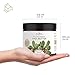 Shea Butter, African, Raw, Unrefined (16 oz, Cold-pressed, Moisturizing, DIY for Whipped Body Butter, Facial Lotion and Cream, Lip Balm, Shampoo, Soap) - Anjou