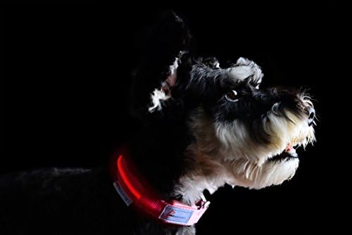BLOWOUT SALE!!! Metal Buckle LED Dog Collar, USB Rechargeable, Available in 7 Colors &amp; 4 Sizes (X-Small [10-13.5" / 25-34 cm], Cherry Blossom Pink)