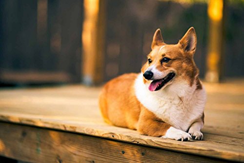 VICTORY,29.5*19.6'' Premium Basswood Bright Colorful Art Pictures Jigsaw Puzzles Cartoon 1000 piece Mural Home Decoration Mural Home Decoration Smart Corgi