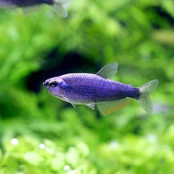 Amazon 熱帯魚 スーパーブルー インパイクティス ケリー オス ３匹 北海道航空便要保温 Charm チャーム 水槽 アクアリウム 通販