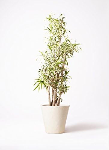 Amazon Co Jp Hitohana ひとはな ドラセナソングオブインディア10号 フォリオソリッドクリーム ホーム キッチン