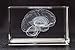 Brain Model Glass Paperweight Crystal 3D 1lb 2 x 2 x 3 Inches
