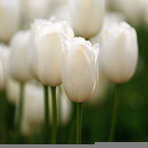 TelDen 100pcs/pack Tulip Seeds to Grow, TelDen Flower Seeds Plant Seeds Home Outdoor Garden Bonsai Plant