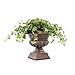 American Plant Exchange Easy Care English Ivy California Trailing Vine Live Plant, 6