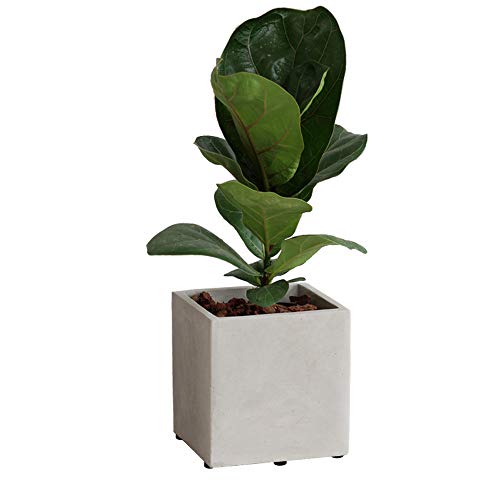 JaneYi (60 Stück Garten Unsichtbare Topffüße Hochwertige Rutschfestes Selbstklebendes Blumentopf Matte Gummifüße… – Bild 8