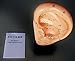 Model Anatomy Professional Medical Acupuncture Ear 22 Cm 9