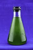 FTCo. Plankton Delight (10oz) - Live Phytoplankton