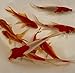 Toledo Goldfish Live Sarasa and Comet Goldfish Combo for Ponds or Aquariums – USA Born and Raised – Live Arrival Guarantee (3 to 4 inches, 6 Fish, 3 of Each)thumb 2