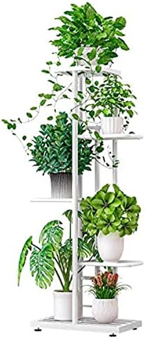 chinese money plant near me 6" HB CHINESE MONEY PLANT  Pandy's Garden Center