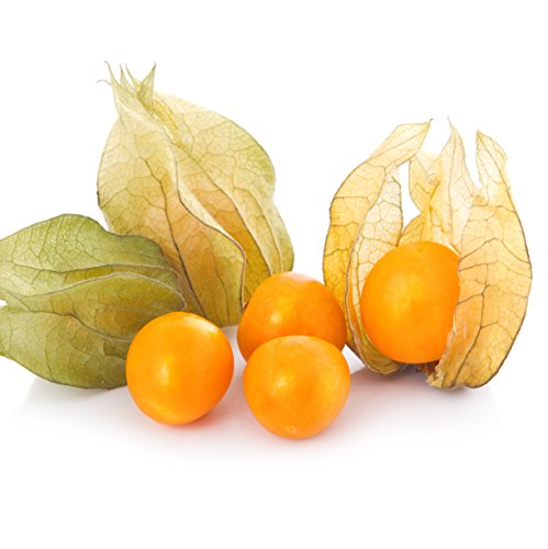 CAPE GOOSEBERRY Live Plant - Edible Physalis peruviana GOLDEN BERRY - Thumbnail 2