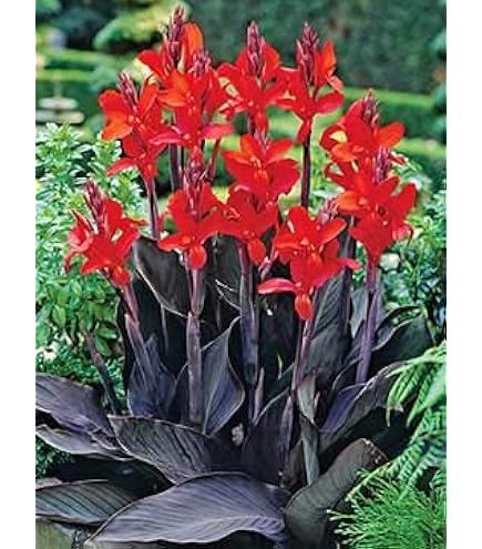 Amazon.com : Canna Lily Red Brilliant Tall Tropical Green Foliage : Patio,  Lawn & Garden