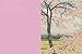 Cherry Blossoms