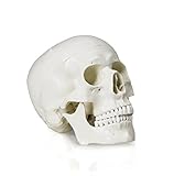 Walter Products B10207A Classic Human Skull Model, Life Size