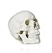 Walter Products B10207A Classic Human Skull Model, Life Size