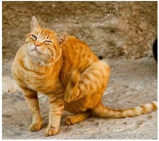 lufenuron nitenpyram