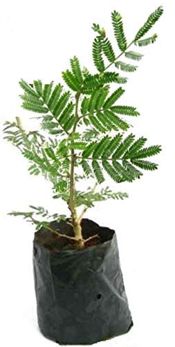 Vastu Plants for Home Prosperity