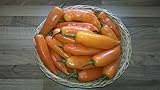 10 x Seeds *Aji Amarillo -Original Seeds-