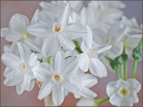 Narcissus Paperwhites - 50 Bulbs 14/15cm - Specifically Made for Indoor Forcing